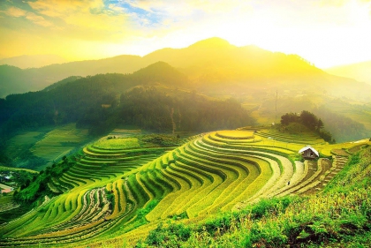 The golden rice season on the terraced fields of Ha Giang