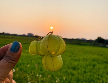 Peace in the countryside of Hoi An.